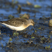 Curlew Sandpiper